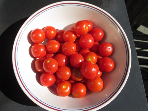 I picked these today--October 8th--our tomatoes continue to produce late into the season.