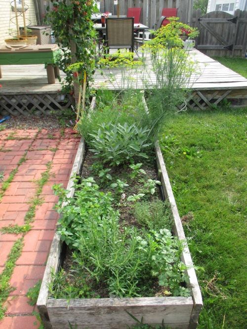 Herbs are doing fine. There is a ton of purslane in this raised bed that needs to be pulled, but once that is done this should be low to no maintenance for the rest of the season.
