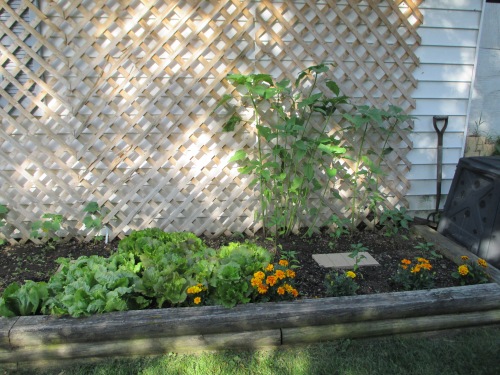 I still have plenty of lettuce here. Also peppers, sunflowers and marigolds. I've also added some basil seeds here, hoping to get a late summer crop to go with tomatoes.