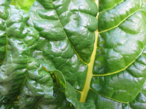Swiss chard has the most beautiful leaves.