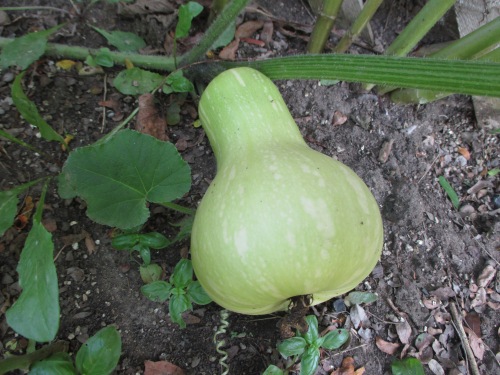 The Nutterbutter Squash are looking so good!