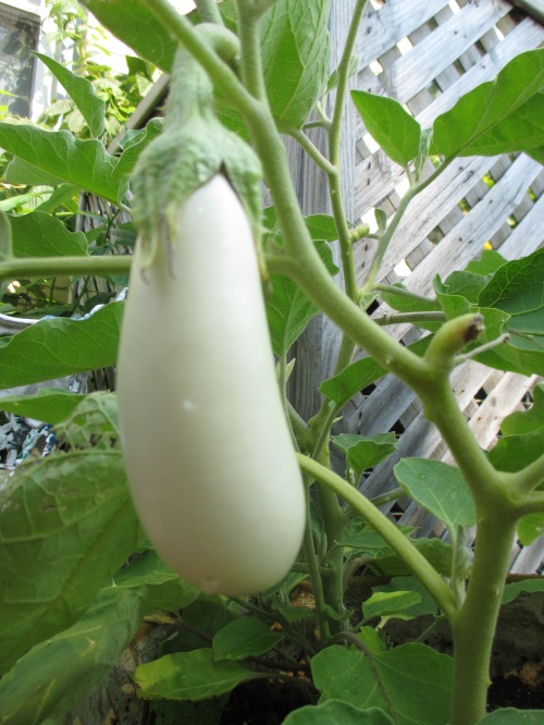 Snowy White eggplant is beautiful and delicious.